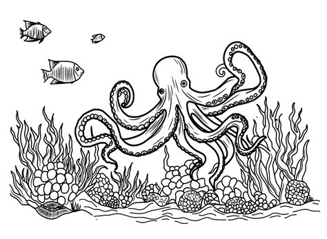 adult coloring pages octopus|realistic octopus coloring page.